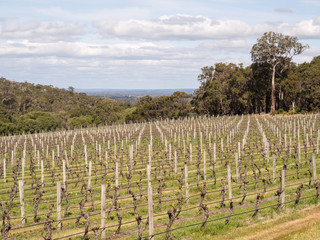 Vineyard, Margaret River wine region, Western Australia