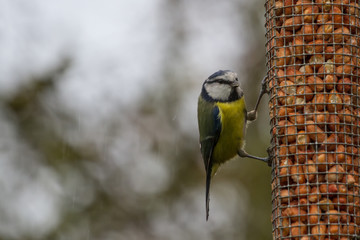European Bluetit (Cyanistes caeruleus) on peanut feeder in rain