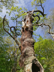 Fototapeta na wymiar Looking up the trunk of a gnatled, twisted, oak tree.