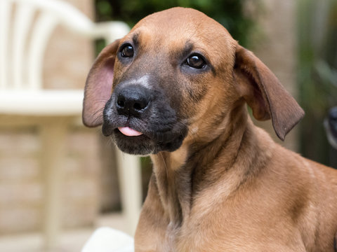 Tan puppy with big floppy ears and tongue out