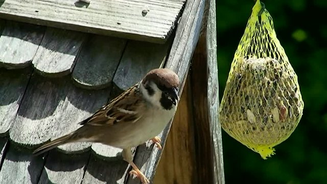 Ein Spatz steht auf dem Dach des Vogelhauses und frisst vom Meisenkn&ouml;del (Nahaufnahme)