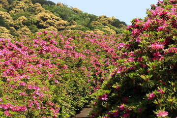 Obraz premium azalea