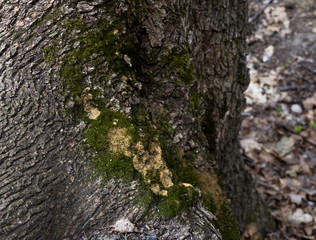 The old moss on the trunk of a tree.