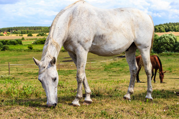 Naklejka na ściany i meble White wild horse on meadow idyllic field
