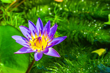 violet water lily or lotus flower blooming.