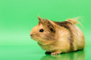 Cavy - cute pet