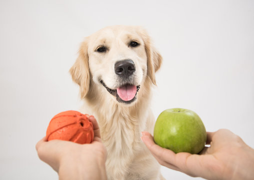 Human hands give the dog a ball and an apple over white