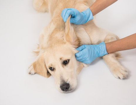 Medical examination of a white dog with hands in gloves on white background
