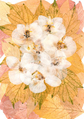 White dry orchid flowers on pressed  maple leaves