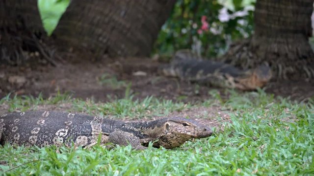 Two dangerous lizards predators wild striped varans, varanus salvator, on grass in national park