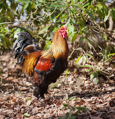 Rooster