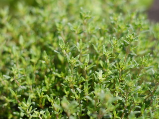 Thymian 3