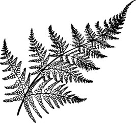 Black and white fern illustration. Ancient plant.