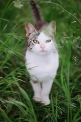 Naklejka na ściany i meble Cat in garden. Cute, young cat outdoor.