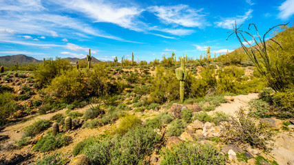 The semi desert landscape of Usery Mountain Regional Park near Phoenix Arizona with its many...