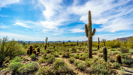 View of the Valley of the Sun with the city of Phoenix in the distant seen from the semi desert...