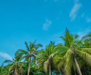 Fototapeta na wymiar Coconut palm trees over clear blue sky background