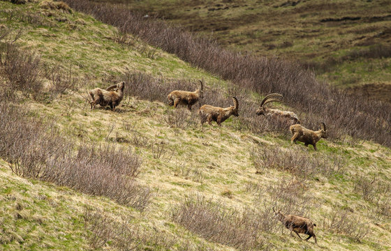Steinbock