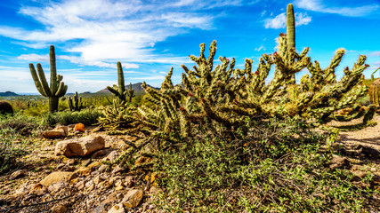 Pencil cactus is the semi desert landscape of Usery Mountain Regional Park near Phoenix Arizona with its many varieties of Cacti such as the Saguaro and Cholla Cactus