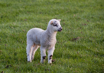 Obraz premium Baby Lamb