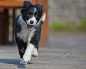 Border Collie Puppy