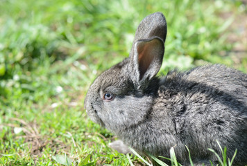 Cute gray baby rabbit on the grass close up