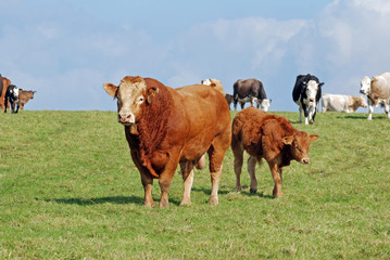 Cattle