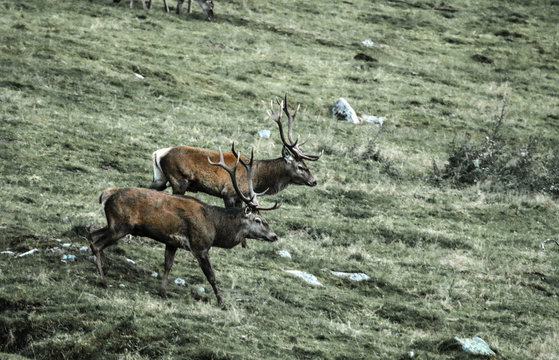 Hirsch