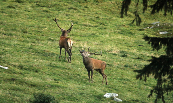 Hirsch