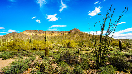 Fototapeta na wymiar Saguaro, Ocotillo and Barrel Cacti in the semi desert landscape along the hiking trail to the Windy Cave on Usery Mountain near Phoenix, in Maricopa County, Arizona