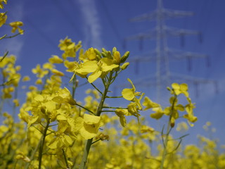 Strommast im blühenden Rapsfeld