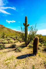 Saguaro, Ocotillo and Barrel Cacti in the semidesert landscape along the hiking trail to the Windy...