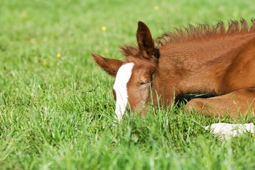 Resting Foal