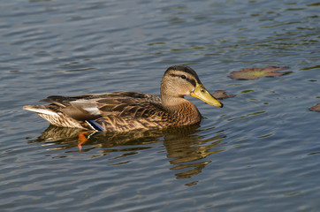 duck swimming