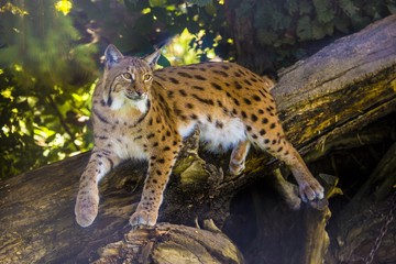 Luchs hautnah
