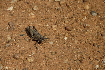 Namibische Heuschreckenart in der Wüste