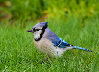 Blue jay (Cyancocitta cristata) standing in grass field.