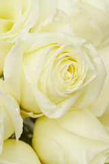Rose bouquet 
