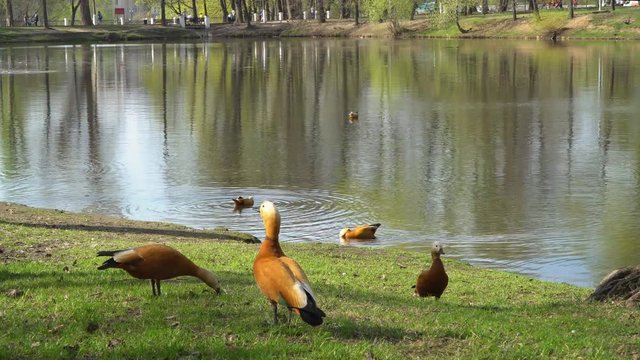 ducks in a pond in a city Park