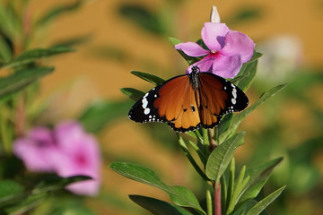 Monarch Schmetterling auf Blume