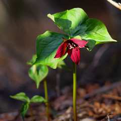 A sunlit red trillium (Trillium erectum) on the forest floor.