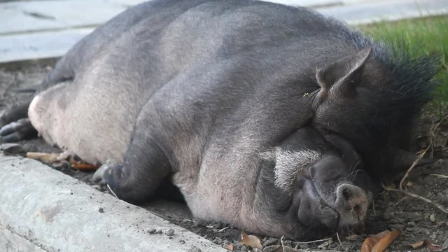 Sleeping pig