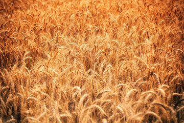 Wheat field at sunset