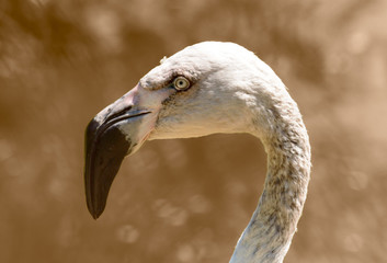 Fototapeta premium Close up of Isolated Chilean Flamingo head