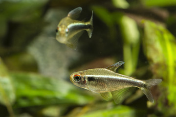 Aquarium fish Black Neon Tetra.
