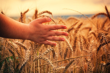 Little girl touching golden wheat while walking through field at sunset