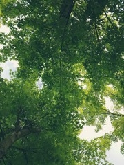 나무아래서 올려다본 초록단풍잎과 하늘