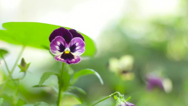 Viola tricolor hort, Viola tricolor var, viola cornuta, Wittrockiana.