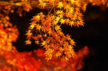 紅葉ライトアップ