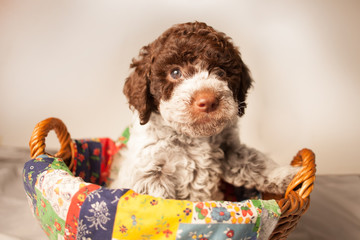 lagotto romagnolo puppy in the basket 